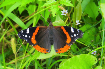 Red Admiral